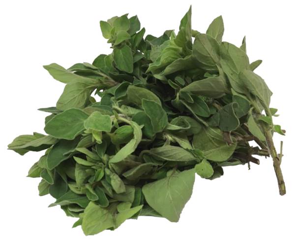 AGF Oregano 75 GR/ST