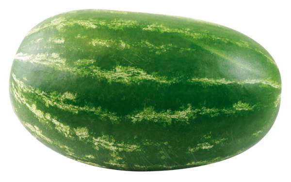 Vandmelon kæmpe, kernefattig, KL1 Spanien, ca. 7,5 kg/stk.