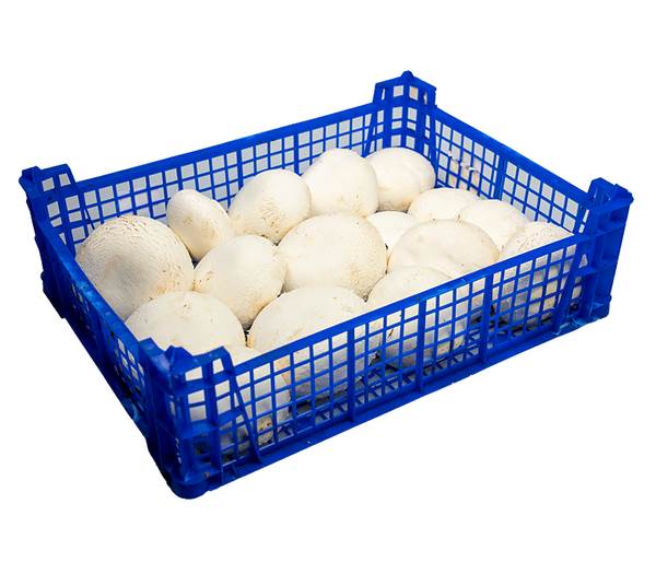 AGF reuze champignons 2 KG/KI