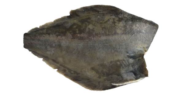 PAULA FISH Halibut tusza 1-2 kg, schładzany, 5 KG/KT