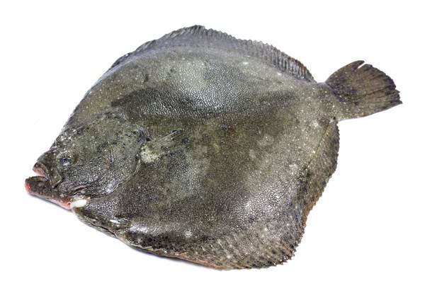 Mr Turbot cały, patroszony, ok. 2-2,5 kg, glazura 10%, 1 KG