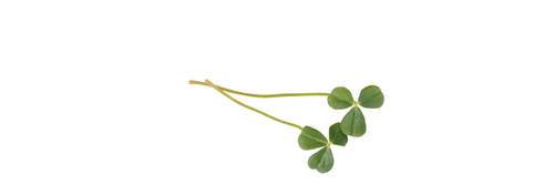 Blade med citrussmag (Citra Leaves) KL1 Holland, 25 stk.