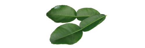 Lime blade (Kaffir Lime Leaves) Kl1 Holland, 25 stk.