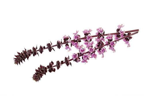 Blomst basilikum/mint (Zalotti Blossom) KL1 Holland, 150 stk.