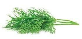 Dill KL1 Danmark, ekologisk, 10,5 cm kruka