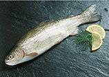 Kildeørred med hoved, Salvelinus fontinalis, 1 kg+