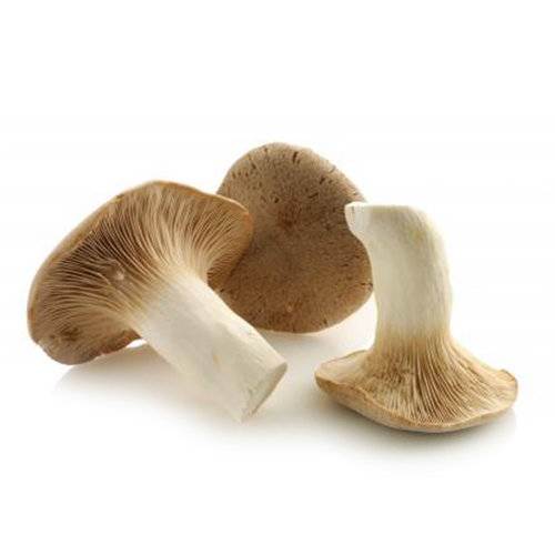 Svampe Kejserhatte, KL1 Danmark, 1 kg