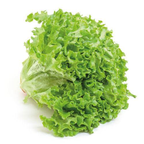 Salat lollo bionda KL1 Danmark, stk