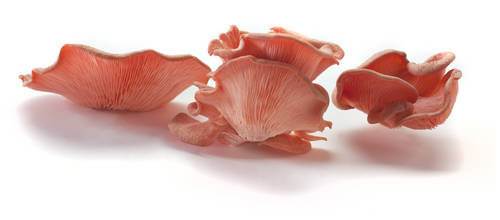 Svampe Østershatte pink KL1 Polen/Holland, 500g