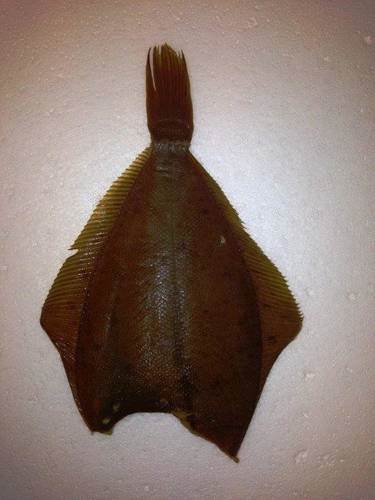 Bakskuld uden hoved, Limanda limanda, Dybfrossen, kg