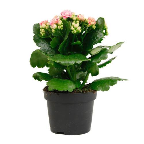 Kalanchoe/Brændende kærlighed i 10 cm potte, lyserød, 16 potter