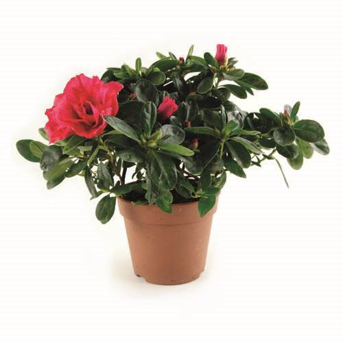 Azalea i 12 cm kruka, röd, 12 krukor