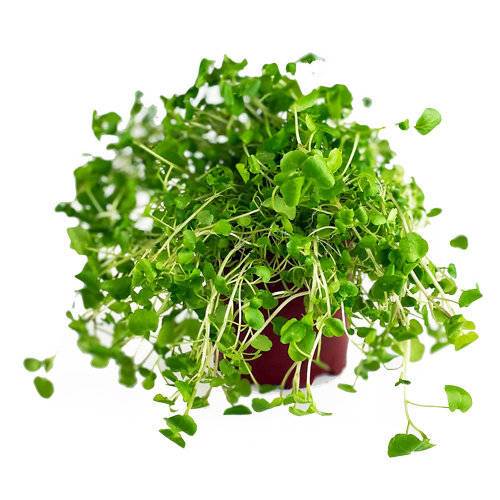 Brøndkarse Gourmet KL1 Danmark 10,5 cm potte