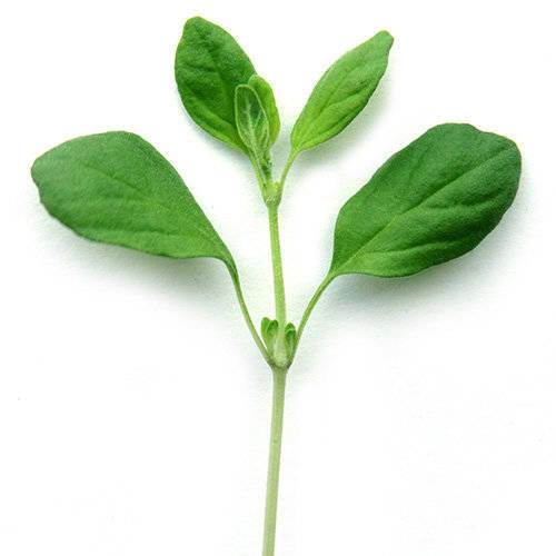 Krydderurt Merian KL1 Kenya, 75 g